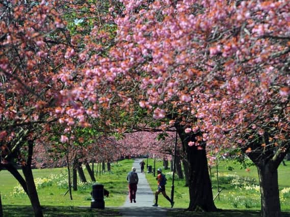 Cherry Tree Walk in full bloom on The Stray in Harrogate.