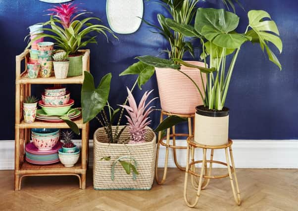 Houseplants are on trend this year. This selection sits among a collection of melamine cups from sistersguild.co.uk