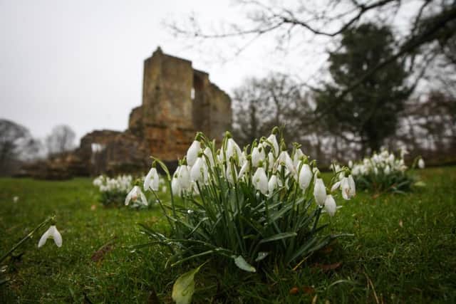 An eggcup of snowdrops would be the ideal Mother's Day gift for Sarah Todd.