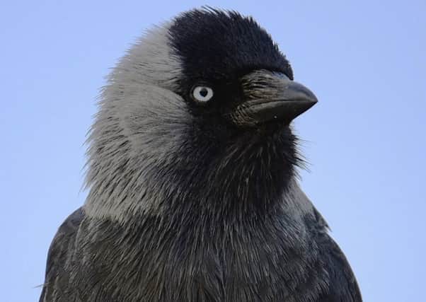A jackdaw, pictured by Chris Rushton.