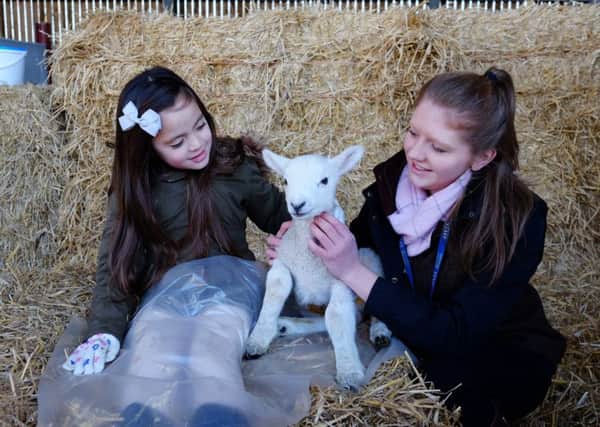 Lambing Sunday takes place at Bishop Burton College on Sunday.