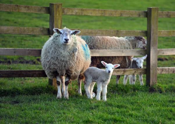 At least 15,000 sheep were killed in dog attacks last year, report Sheepwatch UK.  Picture by Tony Johnson.