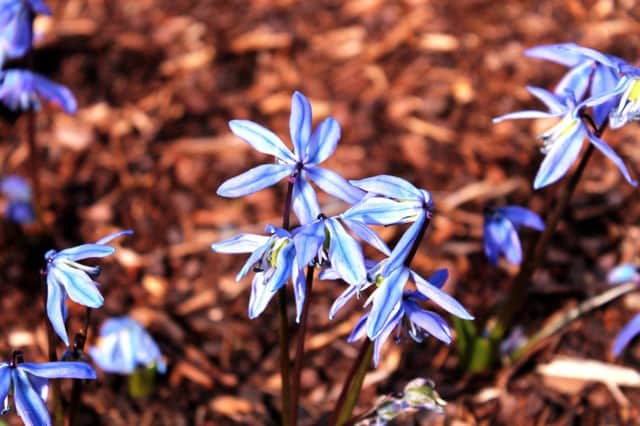 BLUE BELLES: Scilla siberica Spring Beauty.