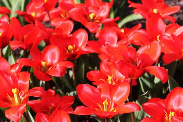 SEEING RED: Tulipa Show Winner.