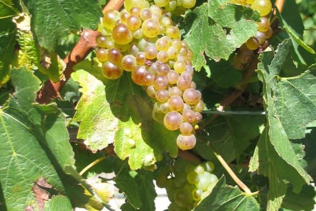 New Zealand Sauvignon Blanc ripe and ready for harvesting.