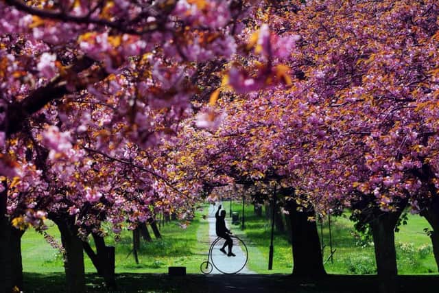 Graham Reed from Pudsey rides his 1866 Penny Farthing through the Cherry Blossom, on the Stray, Harrogate. Picture by Simon Hulme