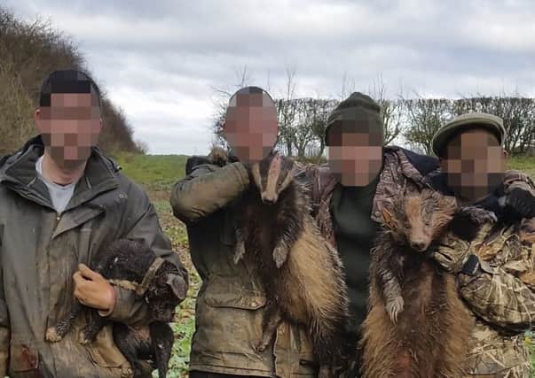 'DELIBERATE BARBARITY': Badgers were killed in Bradford and mobile phone footage uploaded to Instagram. PIC: RSPCA