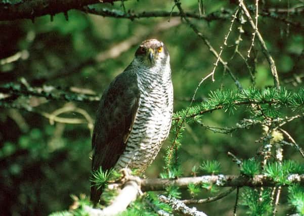 Distinguishing features of goshawks include shorter tails and a wider wing base.  Picture by the Forestry Commission