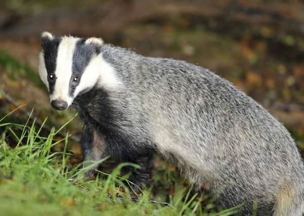 Should badgers be culled to stop the spread of TB?