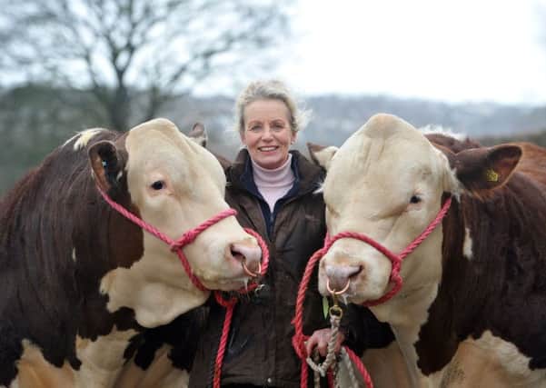 Heather Whittaker with her pedigree Herefords at Coley Walks Farm, Norwood Green.  Picture by Tony Johnson.