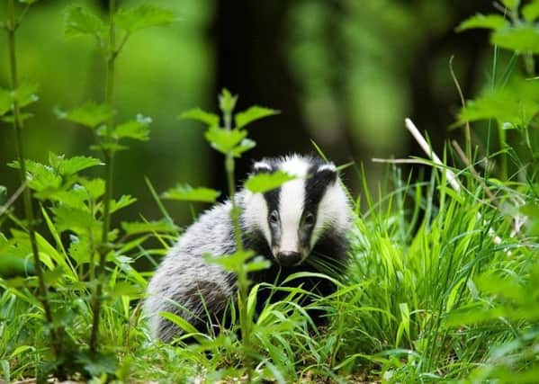 Badger culling remains a controversial method of tackling the spread of tuberculosis.