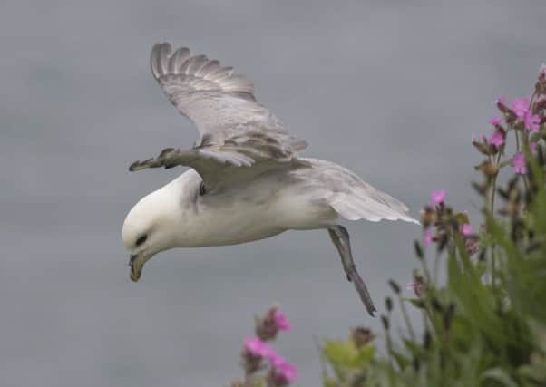 Fulmars have grown in number in Yorkshire, after first being recorded as breeding here in the 1920s.