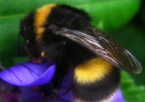 A bumblebee on a flower in Rosedale, North Yorkshire.