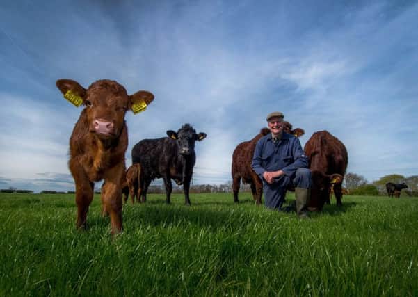 Terence Pye, of Leven Fields, Middleton-on-Leven, near Yarm, with his Rigel herd of Salers.  Pictures by James Hardisty.