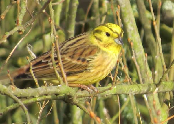 The yellowhammer was one of the 15 Red List birds recorded.
