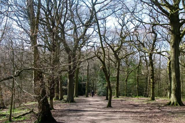 Weekend Walk Hirst Wood

In Hirst Wood