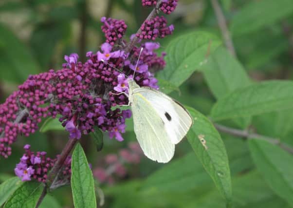 With her garden now in bloom, Sue Woodcock reports seeing her first butterflies of the season.  Picture: RHS.