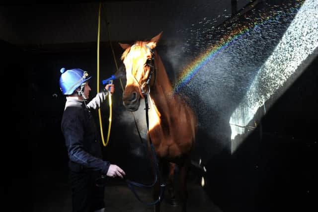 Definity Red at the stables of Brian Ellison in Norton being hosed down by jockey  Danny Cook. (Picture: Gary Longbottom)