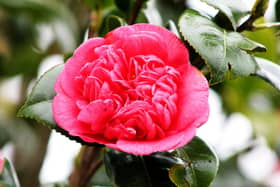 IN THE PINK: Spring likes to make the most of camellias and their peony-like flowers.