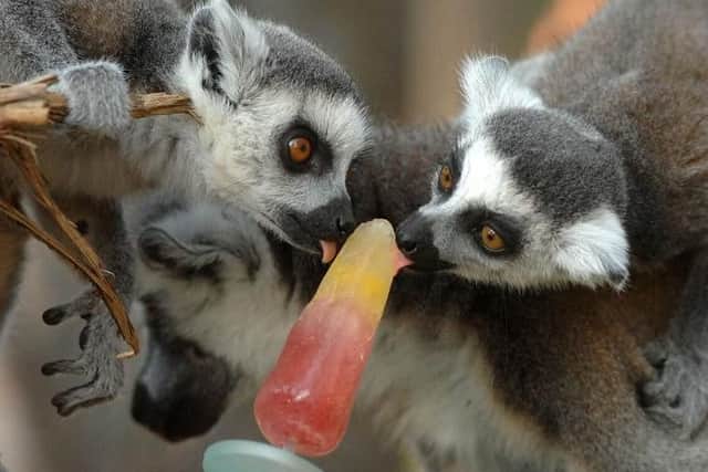 Lemurs cooling off with an ice lolly at the Yorkshire Wildlife park near Doncaster  on the warmest day of the year .