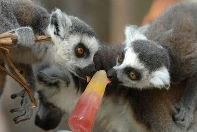 Lemurs cooling off with an ice lolly at the Yorkshire Wildlife park near Doncaster  on the warmest day of the year .