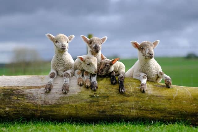 Rare quintuplet lambs, dubbed 'the Jackson Five', born at the Sledmere Estate, East Yorkshire. Picture: SWNS
