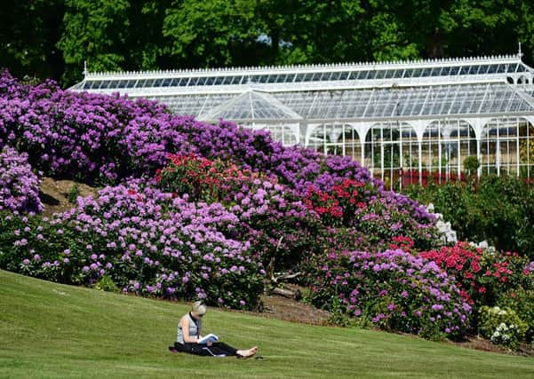 A visitor enjoys the sunshine amid a sea of rhododendrons outside the famous Victorian conservatory at Wentworth Castle Gardens.