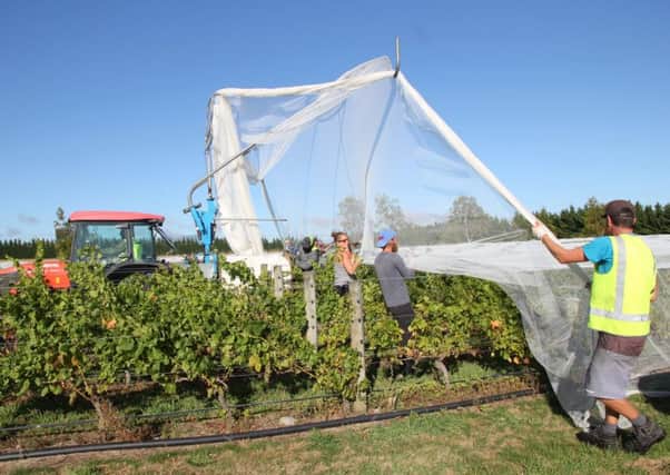 Netting the vines at Kupe vineyard, to keep birds off the fruit.