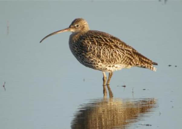 The future of the curlew is exercising environmentalists.