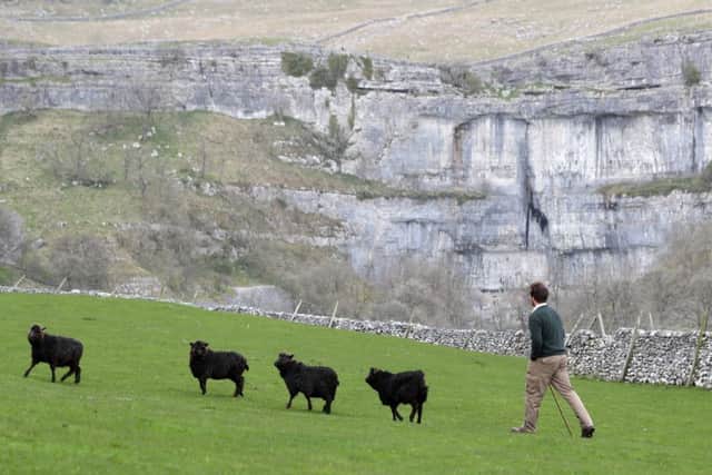 Neil Heseltine and his Black Wenseleydale sheep on the hills overlooking Malham Cove.