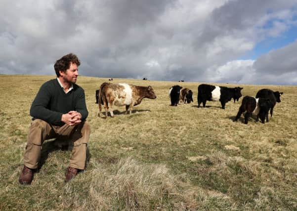 Neil Heseltine and his Belted Galloway cattle on the hills above Malham.  Pictures by Bruce Rollinson.