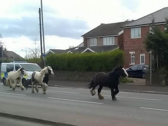 The horses galloping down a street in West Yorkshire. Photo: Ross Parry/SWNS