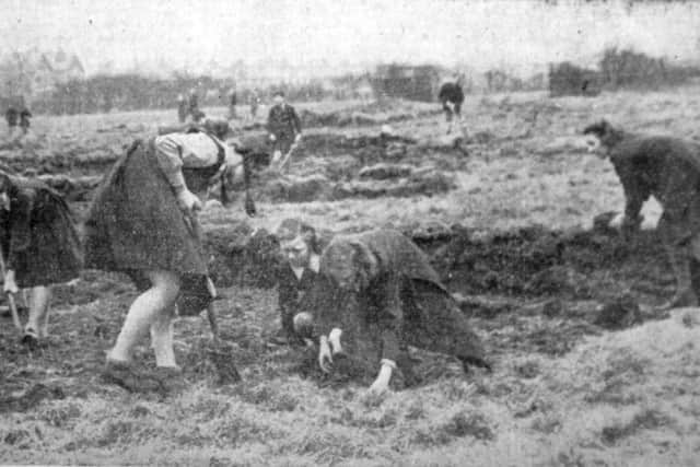 Pupils of the Harrogate Grammar School "dig for victory" on their own allotments.