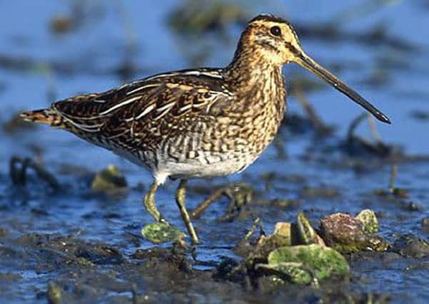 Efforts to restore wet pasturelands will encourage the snipe to breed.