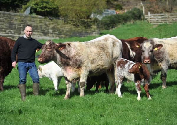Tim Riley at Stoney Royd Farm, Midgley near Hebden Bridge with his pedigree Beef Shorthorn cattle.  Pictures by Tony Johnson.