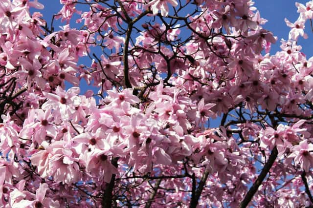 IN THE PINK: Magnolia sargentiana in all its glory.