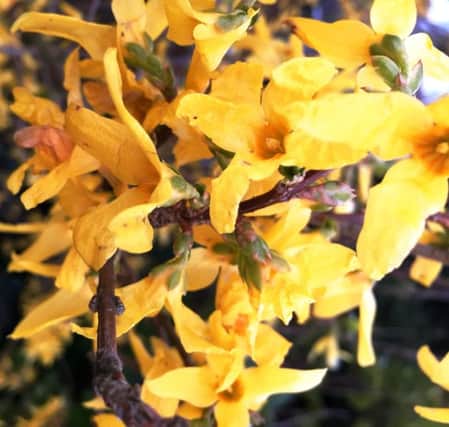 BRIGHT START: Forsythia is traditionally considered to be a herald of spring.