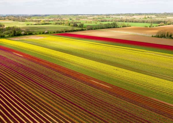 A field of tulips near the village of East Winch in Norfolk. PIC: PA