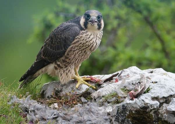 Peregrine falcons are increasingly found to be nesting in urban spots.