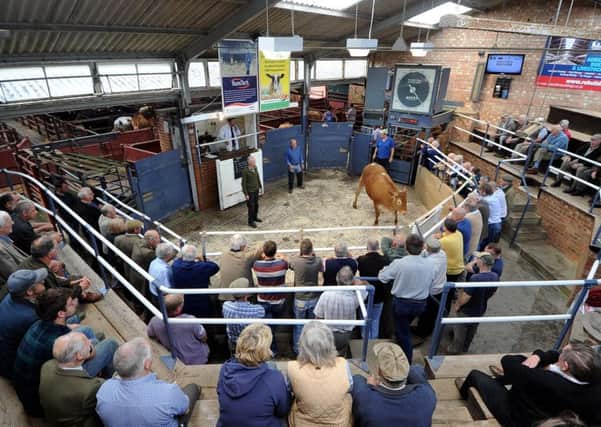 A sale of prime cattle at the current Malton Livestock Market.  Picture by James Hardisty.