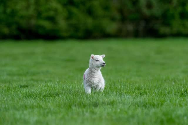 A new born lamb, enjoying the freedom in its first paddock at Raven Hill.