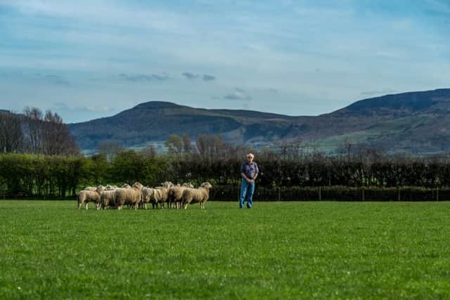 Robert Campbell pictured among a flock of sheep at his farm near Stokesley.