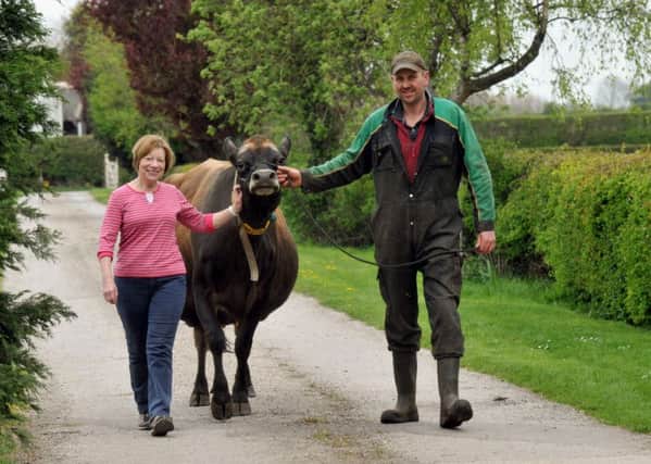 Ros Stanley with James Waring and Cherryview Minister Lacey, one of his Jersey cows, at Cherry Burton.  Pictures by Gary Longbottom.