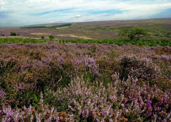 The purple moorland  heather in the North York Moors National Park  above Hutton le Hole makes a carpet  covering most of the surrounding countryside. Picture taken in 2001.