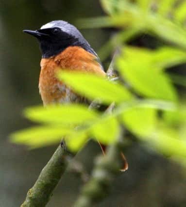 A redstart, whose name means red tail.