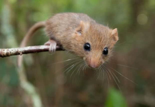 Dormice are considered an endangered species. Picture by Clare Pengelly/PA Wire