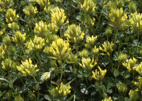 Sulphur clover, one of the top ten most threatened plant species, according to conservation charity Plantlife.  Picture by Andrew Gagg/Plantlife/PA Wire.