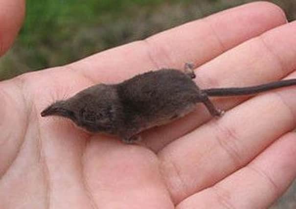 A pygmy shrew, Britain's smallest mammal.
