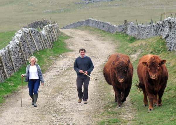 Jonny Caygill and his wife Sophie from Manor House Farm, Rylstone, walking down Mastiles Lane with their two Luing bulls.