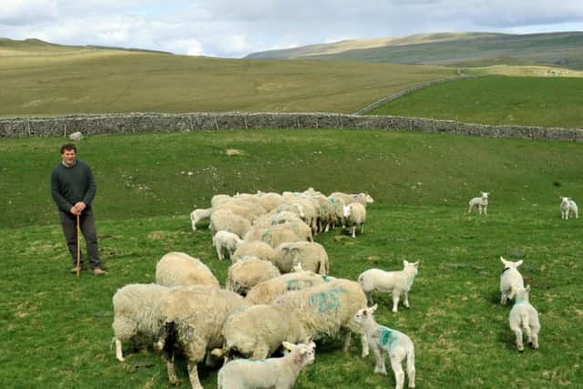 Jonny Caygill on Kilnsey Moor with his Cheviot ewes and lambs.